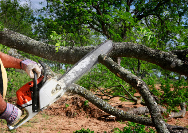 Tree and Shrub Care in Clear Lake Shores, TX